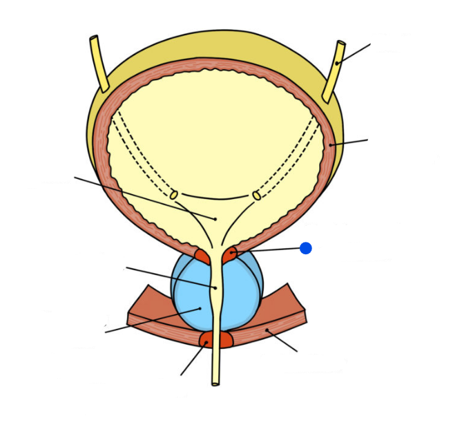 <p>and what muscle</p>