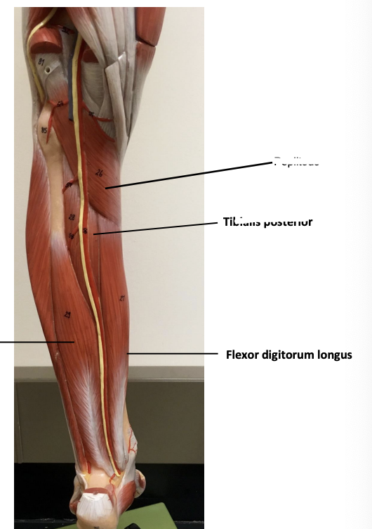 <p>Flexor digitorum longus</p>