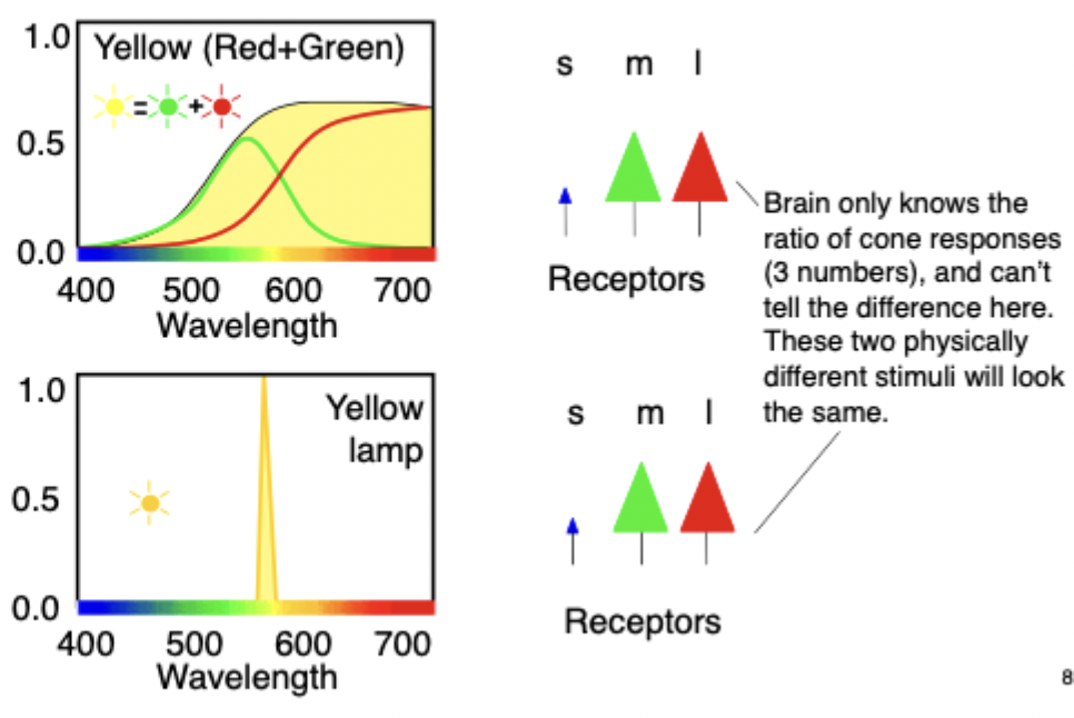 <ul><li><p>Brain only knows the ratio of cone responses (3 numbers) & can’t tell the difference here. These two physically different stimuli will look the same. </p></li></ul><p></p>