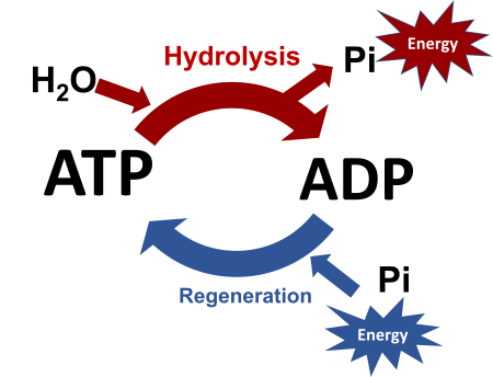<p>very enegetically favorable, releases energy</p><ul><li><p>release of terminal P group removes unfav. repulsion btwn adjacent negative charges.</p></li><li><p>The P ion released is stabilized by favorable H-bond formation w/ water</p></li></ul><p></p>