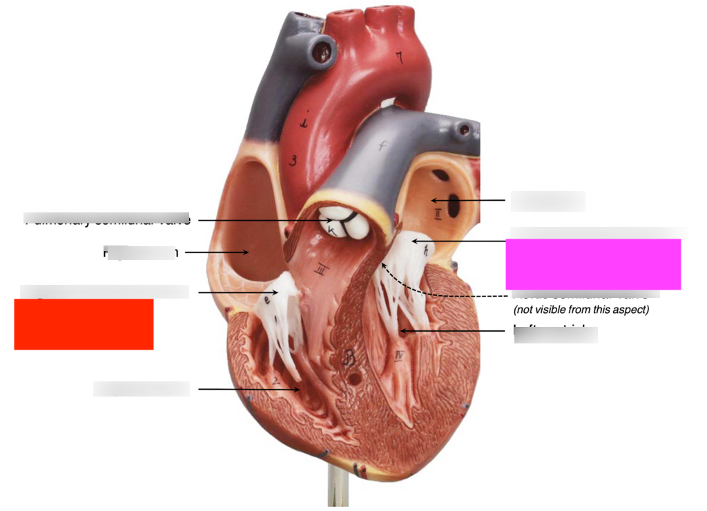 <p>{TYPE OF VALVE} pink</p>