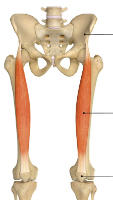 <p>Name &amp; insertion</p>