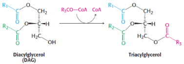 <p>2nd step of triacylglycerol synthesis</p><p>catalysed by <span style="background-color: transparent;"><strong>triacylglycerol synthetase complex</strong></span></p>