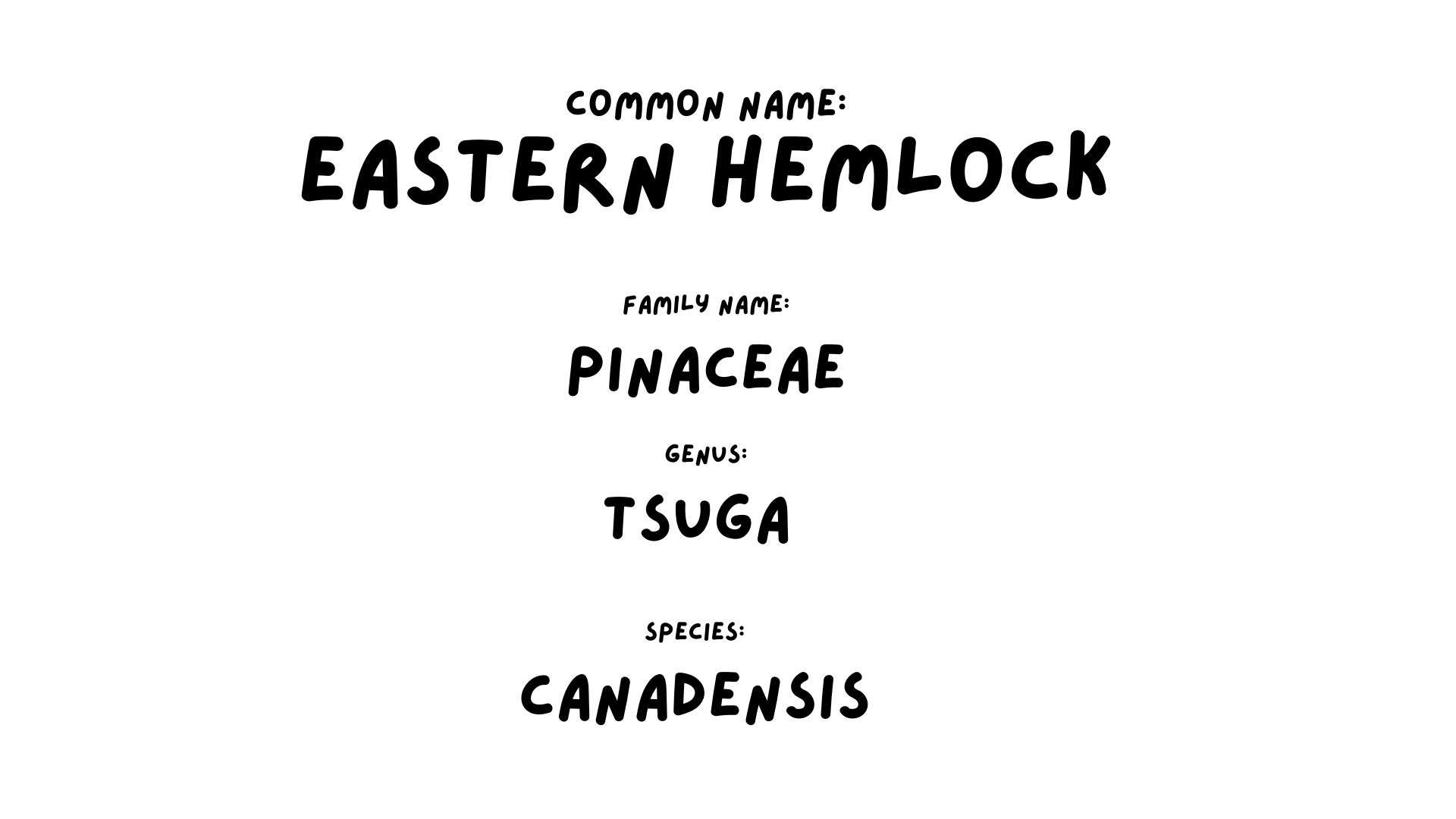 term image