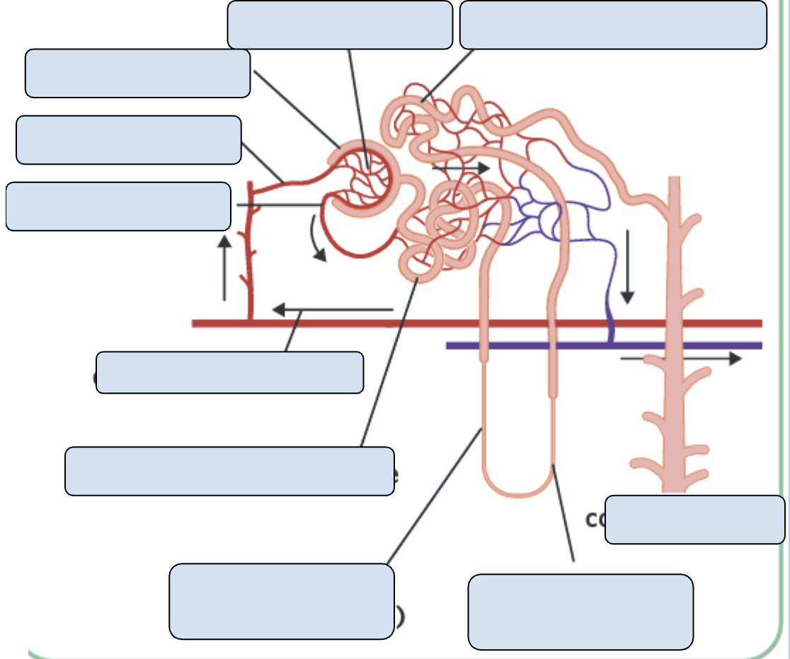 <p>Nephron</p>