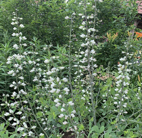 <p>White False Indigo</p><p>Native Cousin</p><p>Dry-Moist soils, May-Aug; full sun to part-sun</p><p>purple</p>