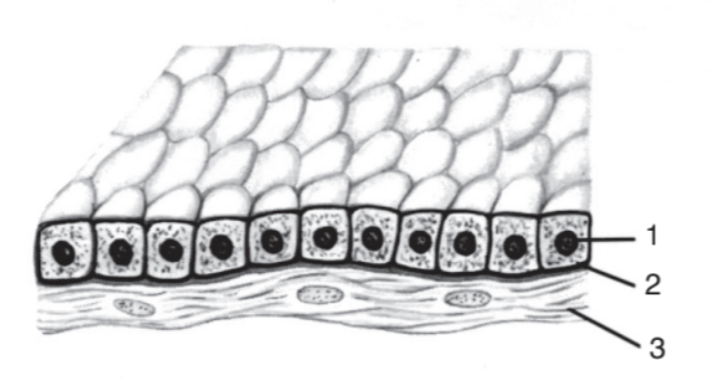 <p>What epithelial tissue?</p>