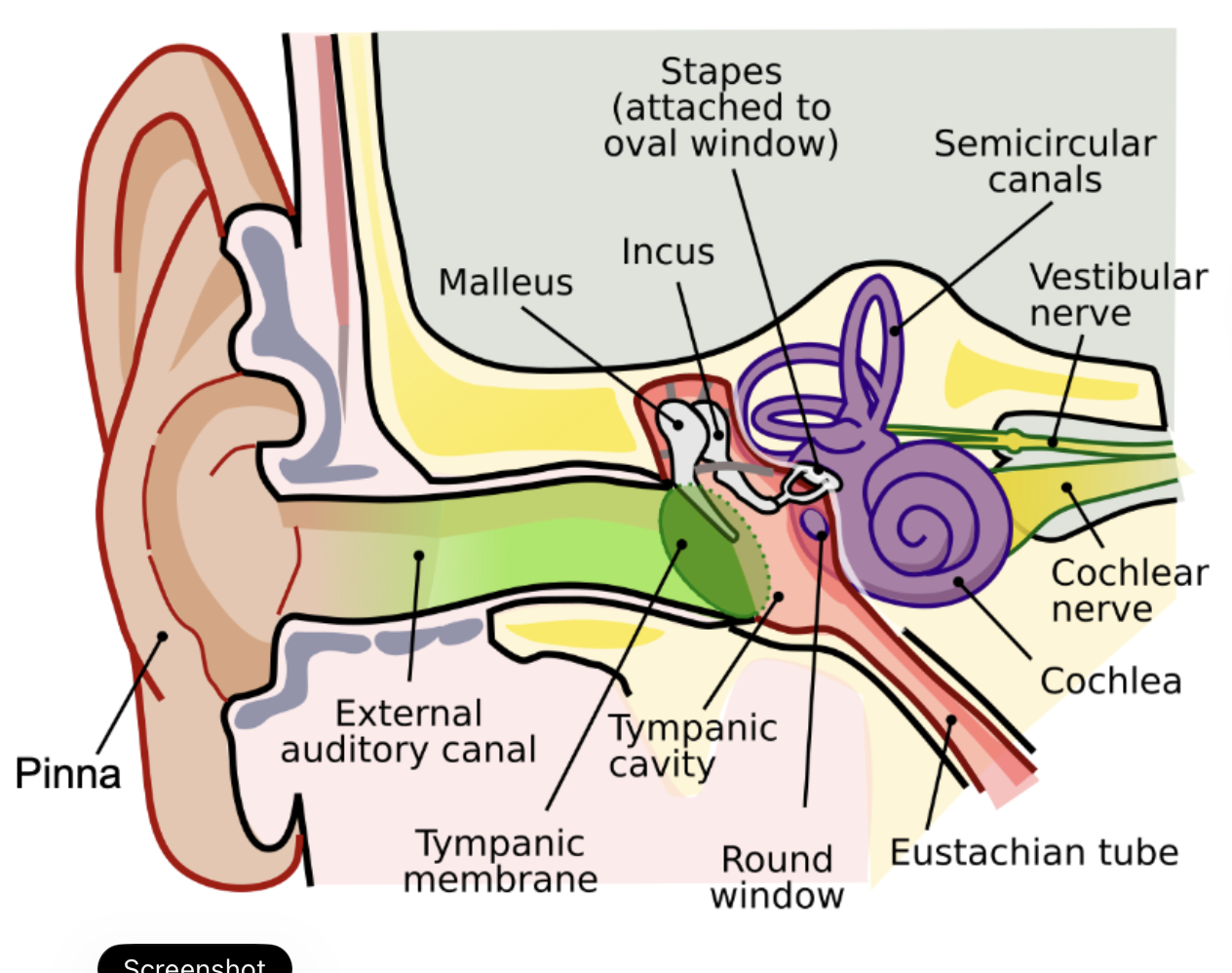 <p>outer ear</p><p>- pinna</p><p>- external auditory meatus</p><p>middle ear</p><p>- tympanum (tympanic membrane)</p><p>- ossicles</p><p>- malleus</p><p>- incus</p><p>- stapes</p><p>- oval window</p><p>inner ear</p><p>- round window</p><p>- cochlea</p><p>- semicircular canals</p><p></p>