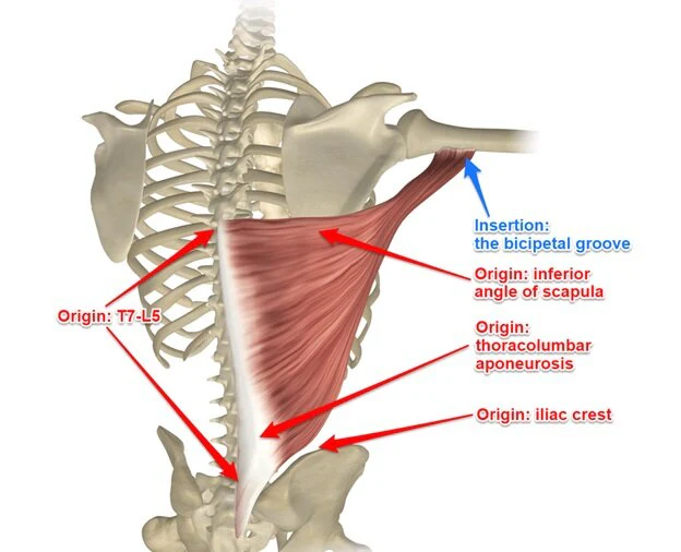 <p>latissimus dorsi</p>