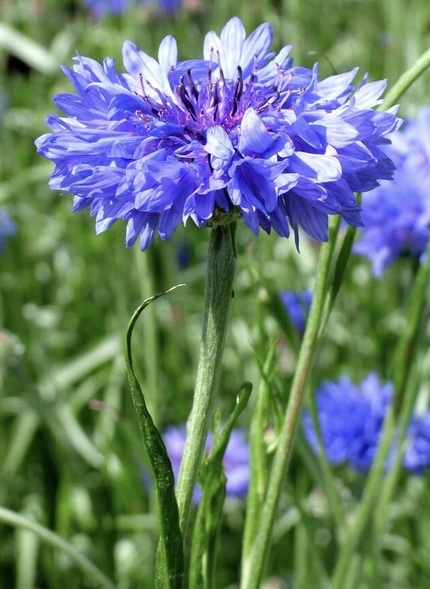 <p>Centaurea cyanus light preference </p>