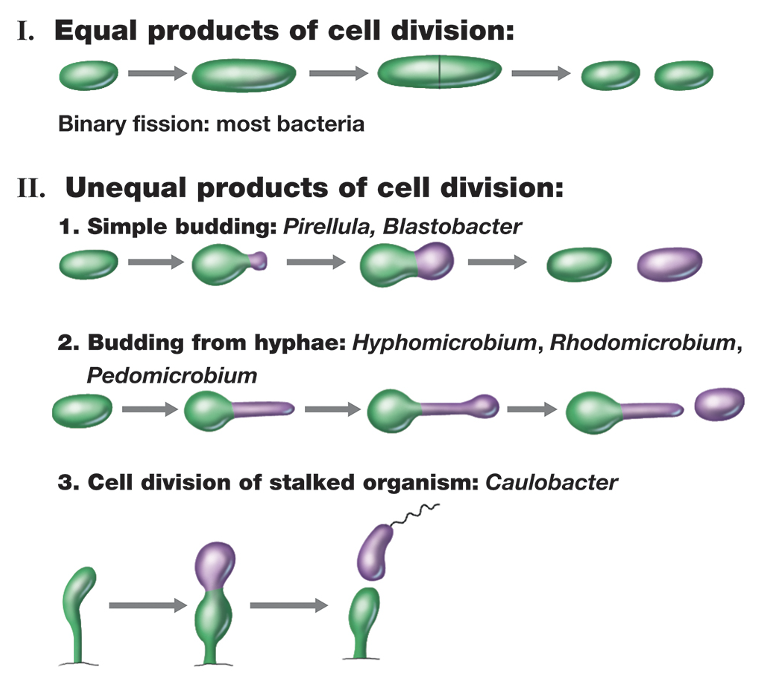 <p>simple budding, budding from hyphae, cell division of stalked organisms </p>