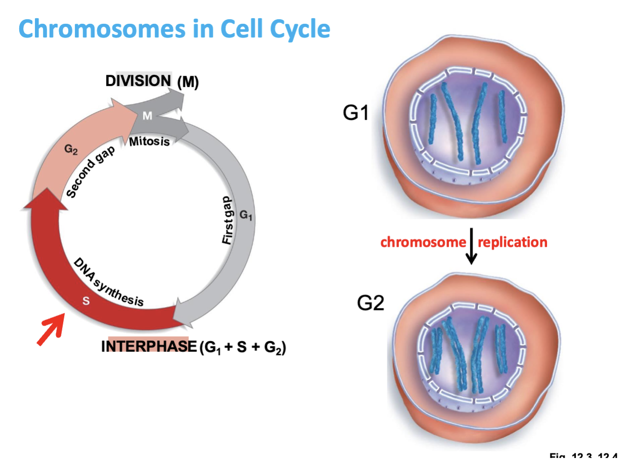 <ul><li><p><span>DNA replicates. The chromosome number remains 4, but each chromosome is now duplicated</span></p></li></ul><p></p>
