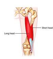 <p>SHORT HEAD OF THE BICEPS FEMORIS</p>
