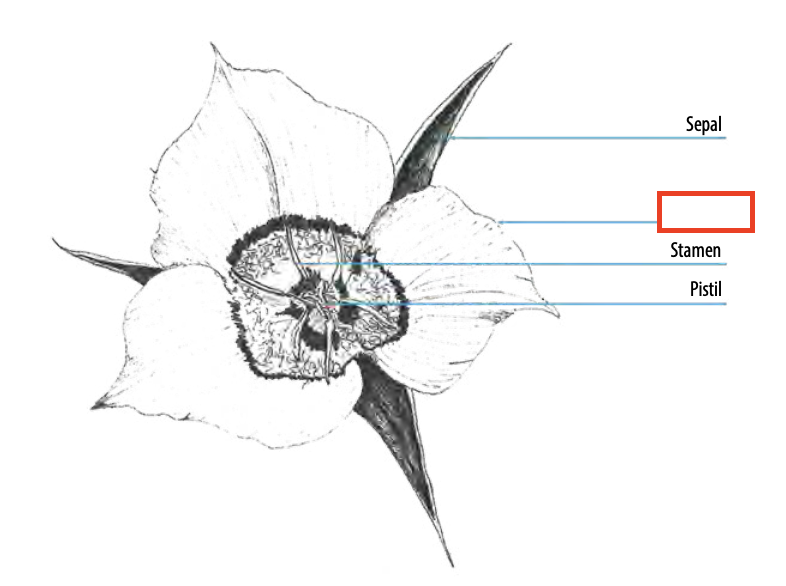 <ul><li><p><span><span>modified leaves that form an inner whorl surrounding the reproductive parts of flowers</span></span></p></li><li><p><span><span>often brightly coloured or unusually shaped to attract pollinators</span></span></p></li></ul><p></p>