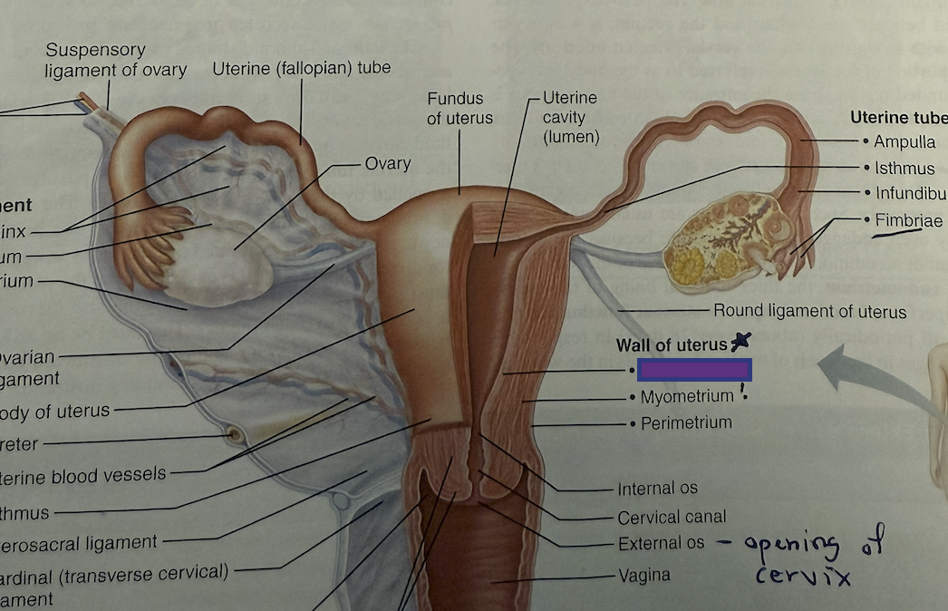 <p>Which Layer of the uterus is this?</p>