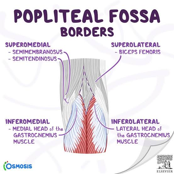 <p>fat-filled, diamond-shaped depression posterior to knee joint</p><ul><li><p>superolateral: biceps femoris long head</p></li><li><p>superomedial: semimembranosus</p></li><li><p>inferolateral &amp; inferomedial: lateral &amp; medial heads of gastrocnemius</p></li><li><p>floor: popliteal surface of femur, posterior knee joint capsule</p><ul><li><p>reinforced by oblique popliteal ligament &amp; popliteus muscle</p></li></ul></li><li><p>roof: skin &amp; popliteal fascia</p></li></ul><p></p>