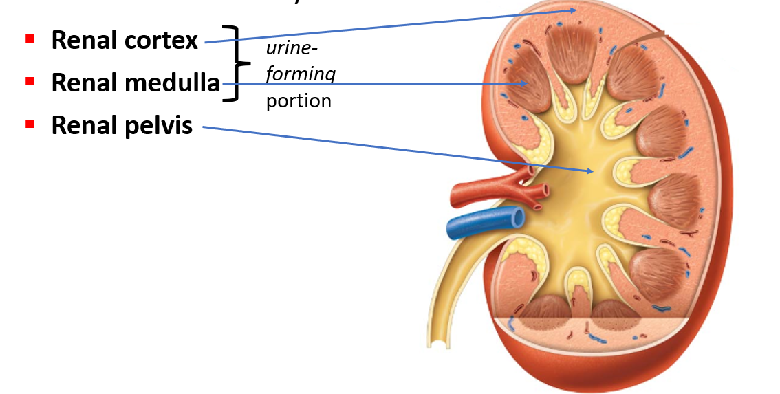 <p>Three distinct regions of the renal sinus.</p><ul><li><p>Renal Cortex</p></li><li><p>Renal Medulla</p></li><li><p>Renal Pelvis </p></li></ul><p></p>