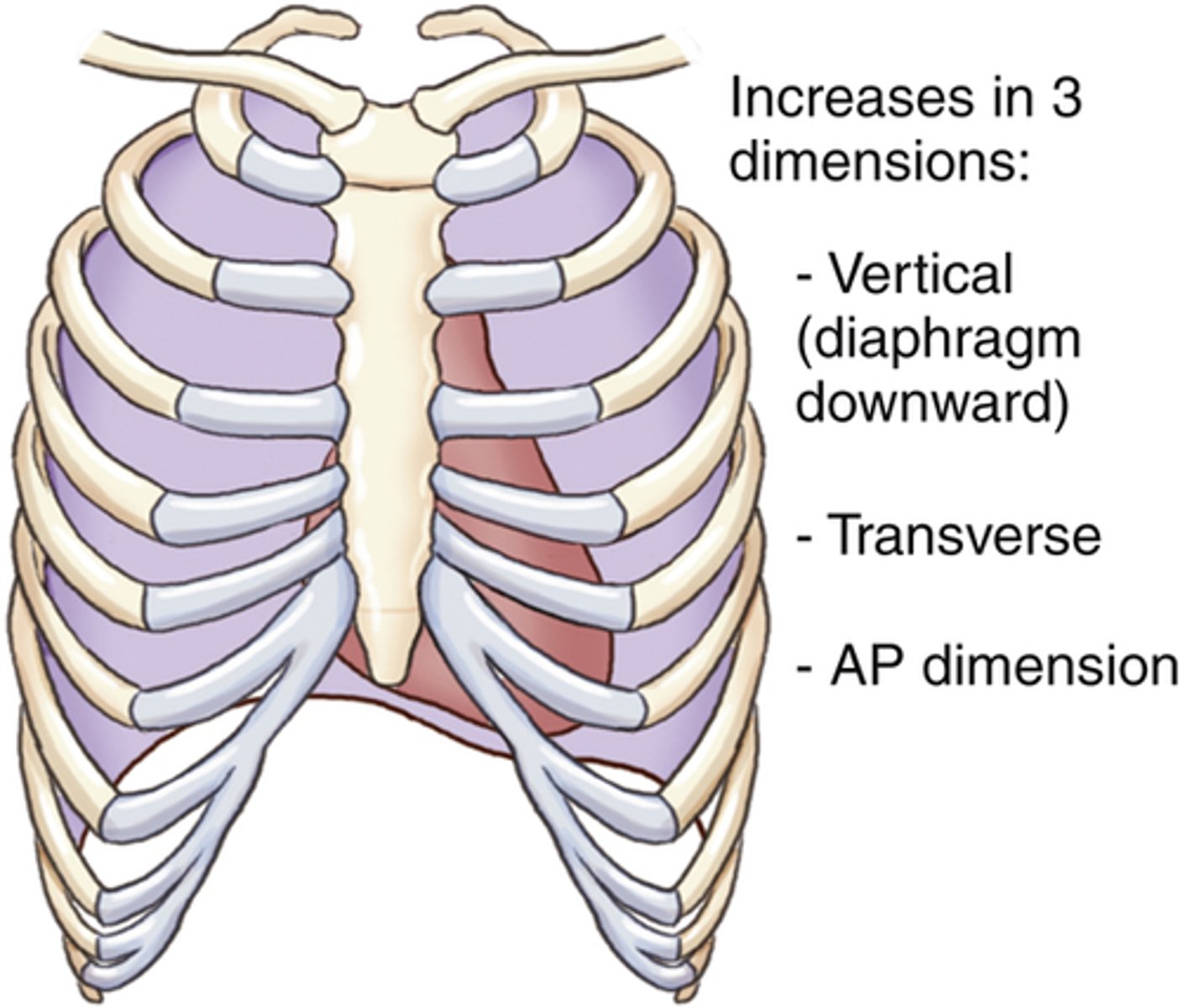 <p>raise ribs, specifical 2nd-6th ribs</p>