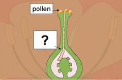 <p>The structure connecting the stigma to the ovary.</p>