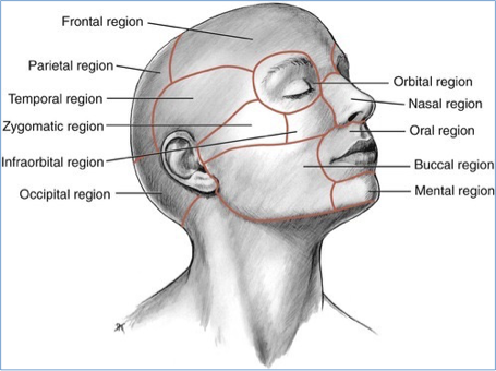<p>facial regions - face anatomy</p>