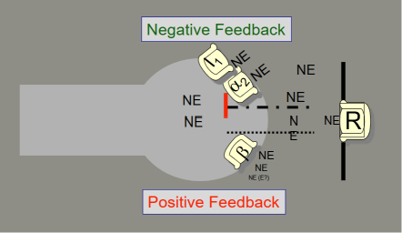 <p>What is the effect of α2 receptor activation on NE release at the sympathetic nerve terminal?</p>