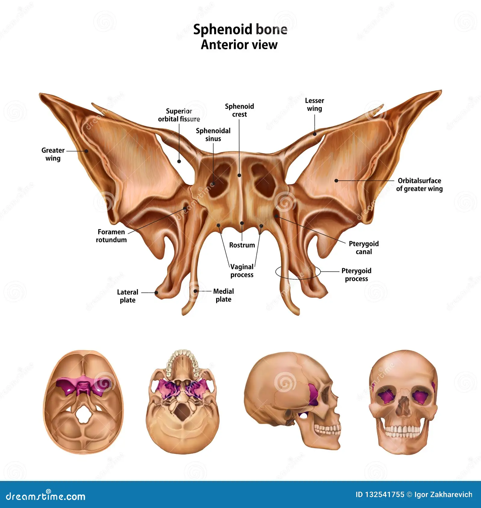 <p><strong>Smaller bat shaped portion</strong> located <strong>anterior to the sella turcica </strong>of the <strong>sphenoid </strong>bone</p>
