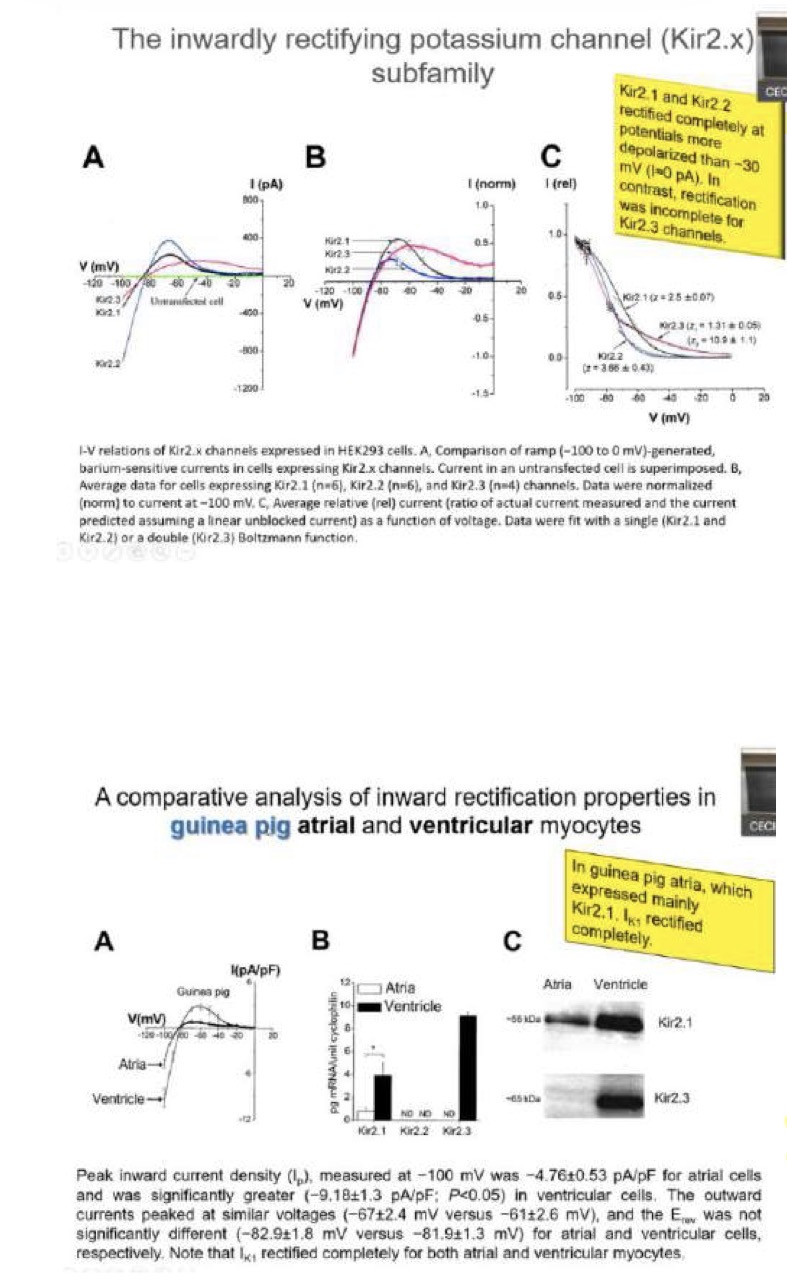 <p>La corrente I(K1) è trasportata dai canali della famiglia <strong>Kir</strong> (inwardly rectifying), che presenta 3 isoforme: <strong>Kir2.1, Kir2.2 e Kir2.3</strong>.</p><p>• <strong>Kir2.1 e Kir2.2:</strong> Raggiungono un picco uscente intorno a -70 mV, poi declinano mostrando una rettificazione completa (scompaiono per valori superiori a -20 mV).</p><p>• <strong>Kir2.3:</strong> Ha un picco a -60 mV, ma la rettificazione è incompleta (la corrente diminuisce ma non scompare del tutto vicino allo 0).</p><p>• <strong>Differenze Atrio-Ventricolo:</strong></p><p>• Il <strong>ventricolo</strong> esprime un mix di isoforme (Kir2.1 e Kir2.3) e mostra una rettificazione completa.</p><p>• Nell'<strong>atrio</strong>, il livello di espressione è diverso (es. nelle pecore prevale Kir2.3, nelle cavie Kir2.1). In generale, nell'atrio è presente una quota di corrente uscente anche vicino allo 0 mV (rettificazione incompleta). Questo contribuisce a posizionare il plateau più in basso e a rendere la <strong>durata del potenziale d'azione atriale molto più breve</strong> (150 ms) rispetto a quello ventricolare (300/350 ms).</p>
