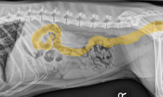 <p>What organ is highlighted?</p>