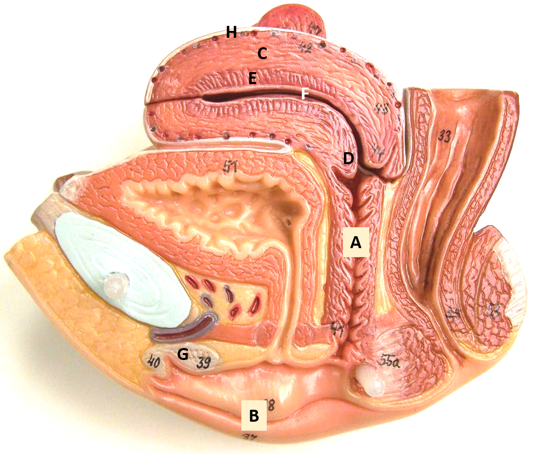 <p>e</p>
