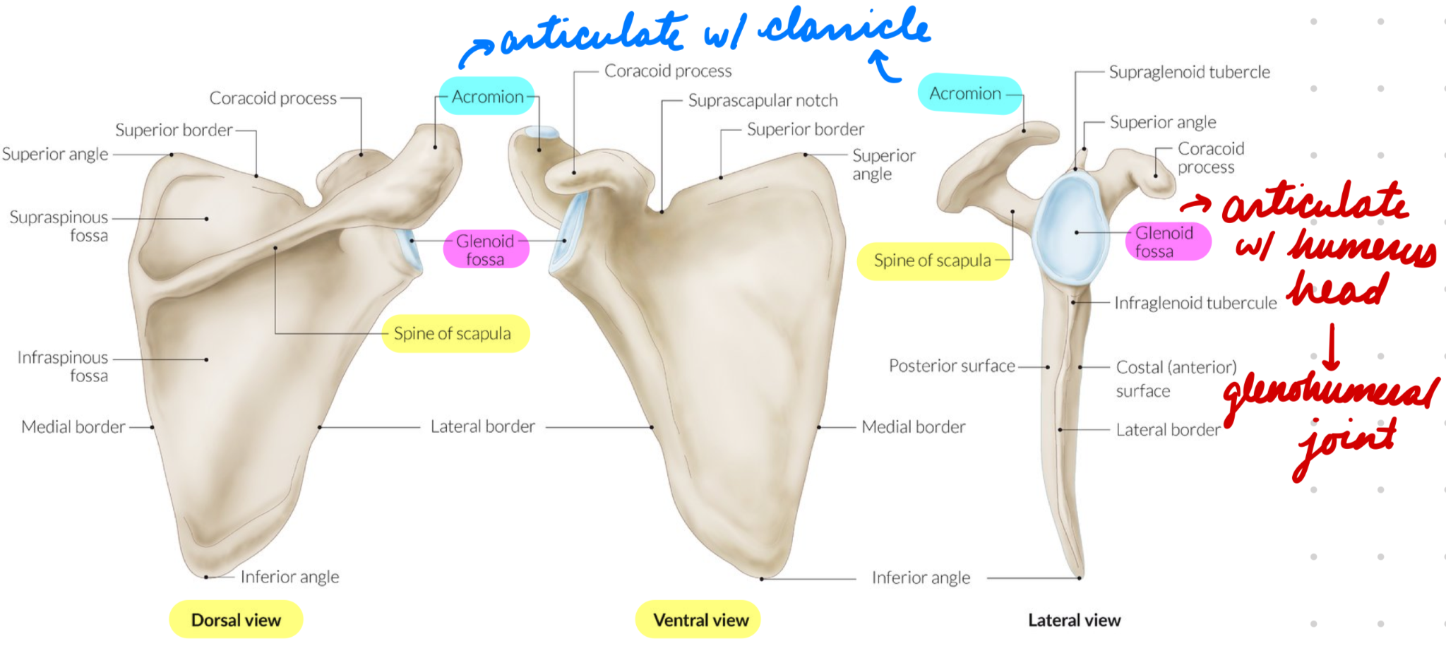 <p>Posterior flat triangular bone</p><ul><li><p>Above ribs 2-7</p></li></ul><p>Articulation:</p><ul><li><p>Posterior Surface: Clavicle (acromion)</p></li><li><p>Anterior/Costal Surface: Glenoid fossa + humerus head = Glenohumeral joint</p></li></ul><p></p>