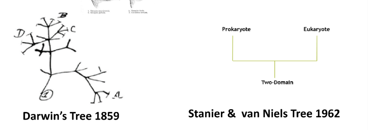 <p>the originals did not use 16s rRNA</p>