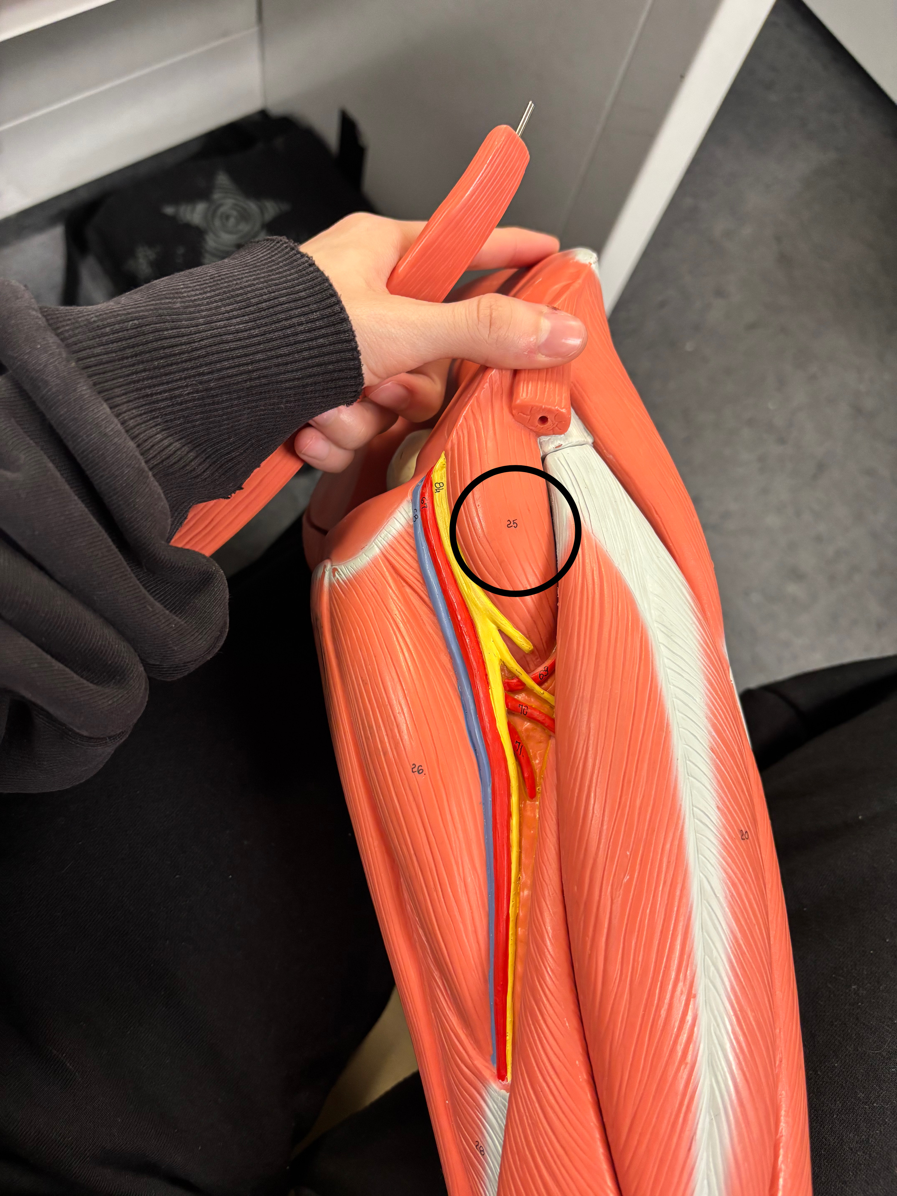 <p>Iliopsoas muscle</p><p>Flexion and lateral (external) rotation of the thigh at hip joint</p>