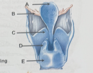 <p>what cell type lines the bladder</p>