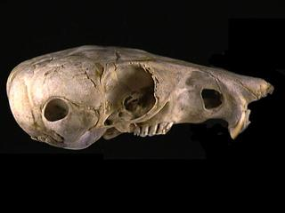 <p>Family Heteromyidae Dipodomys deserti (desert kangaroo rat)</p>