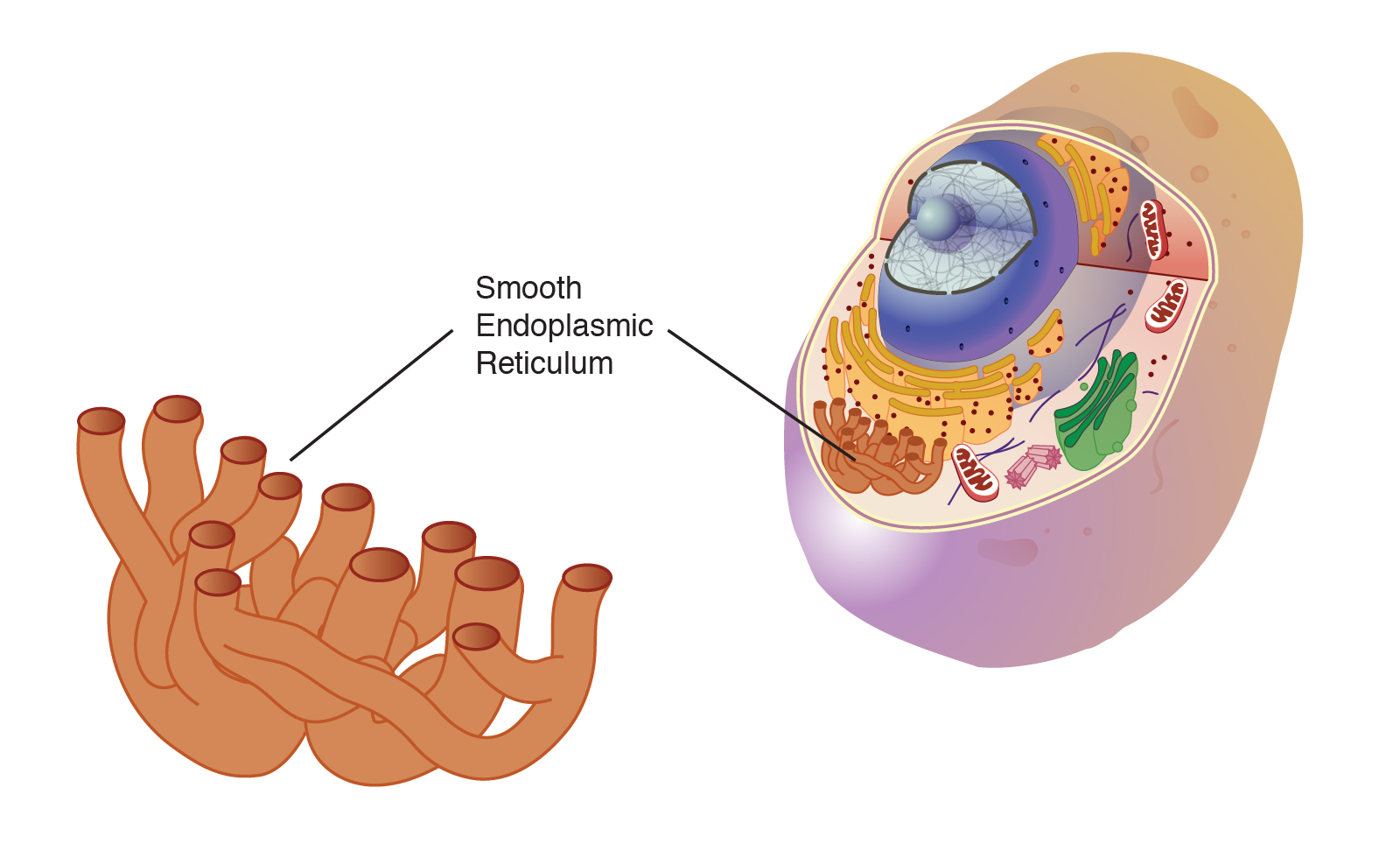 <p>produces <strong>lipids</strong></p>