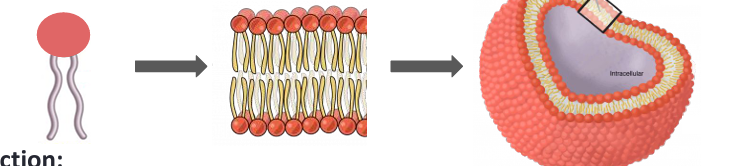 <ul><li><p>Form the phospholipid bilayer of all cell membranes</p></li></ul><p></p>