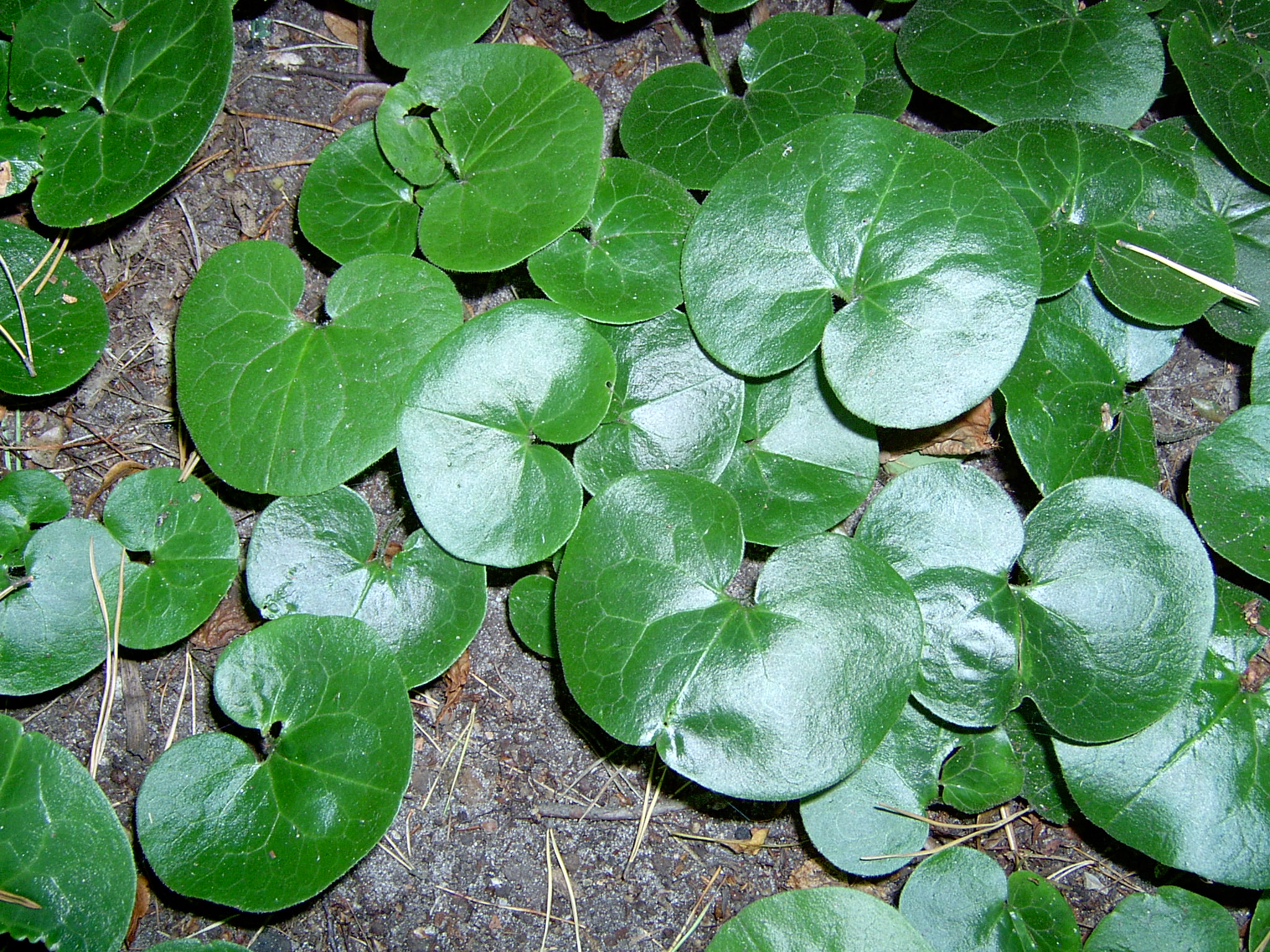 term image