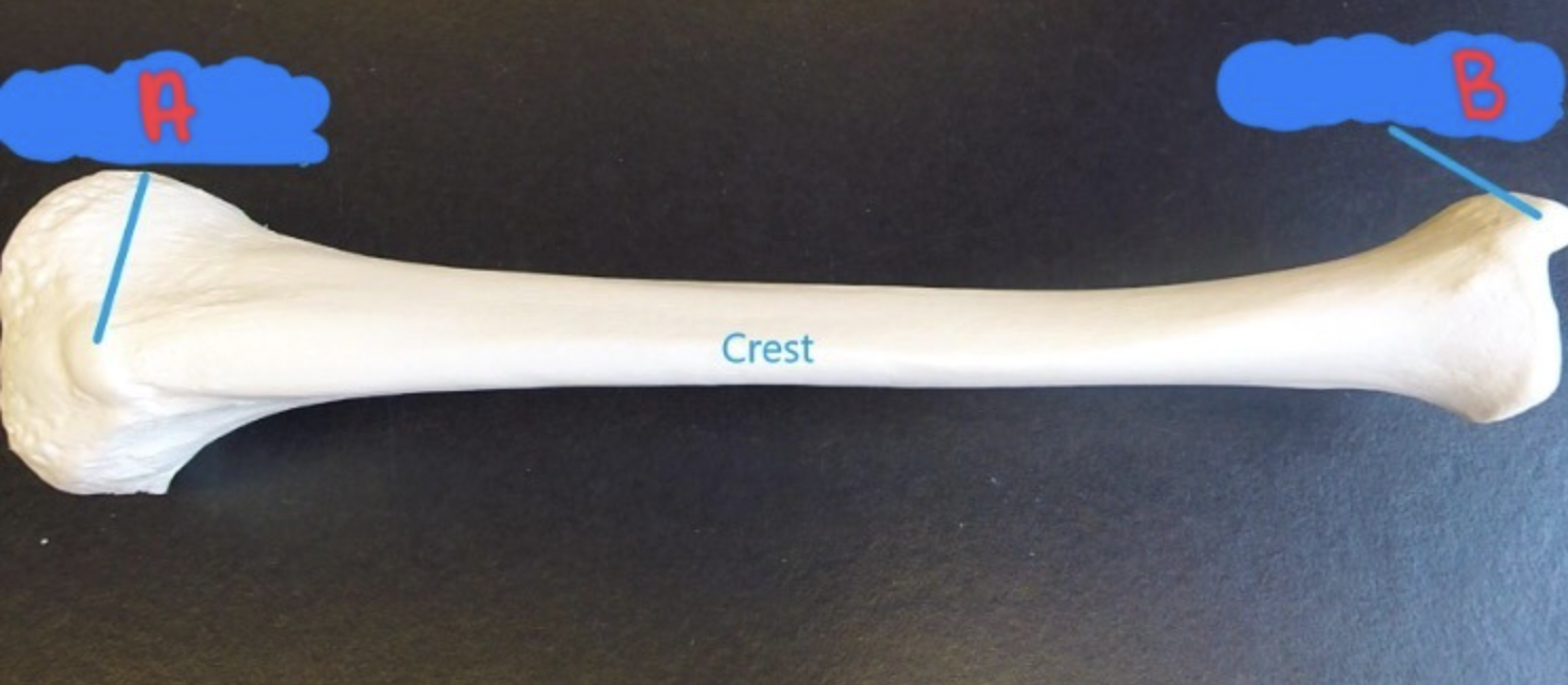 <p>Identify these markings on the tibia</p>