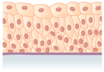 <p>What are the three shapes of epithelial cells? </p>