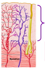 <p>has cyclic changes in response to ovarian hormones, sheds during menstruation—when blood vessels close off the tissue undergoes necrosis</p>