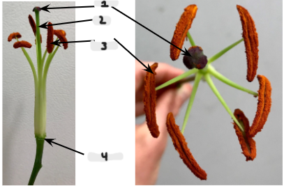 <p><span style="background-color: transparent;">Angiosperm reproductive parts (male and female)</span></p>