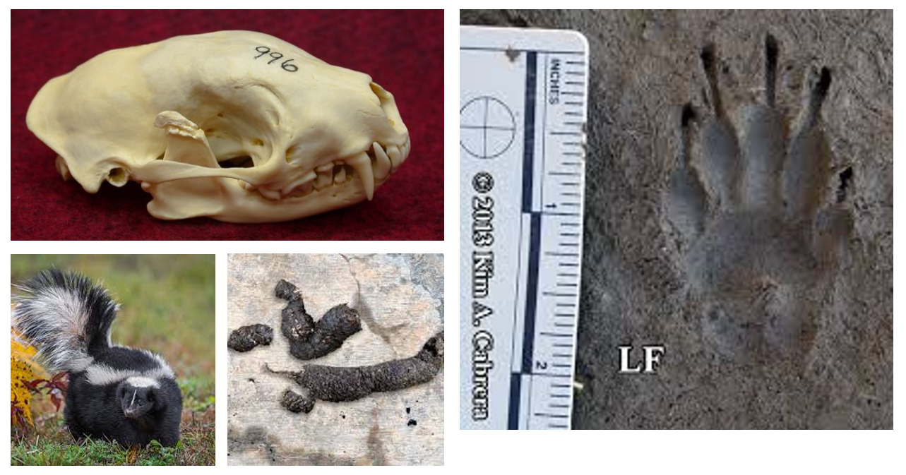 <p><span>five-toed prints that often resemble miniature bear tracks, characterized by long, distinct claw marks on the front feet, scat typically contains undigested insect parts, berry seeds, fur, or feathers</span></p>