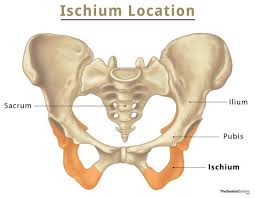 <p>Lower part of the hip bone</p>