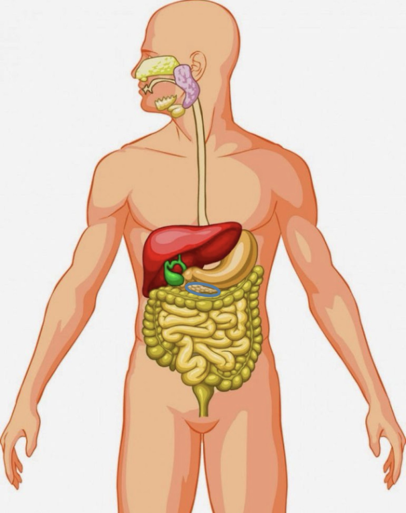 <p><strong><span>Name the following organ</span></strong></p>