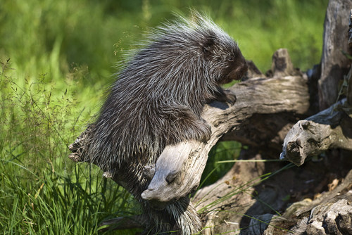 <p>Common Name: North American porcupine </p>