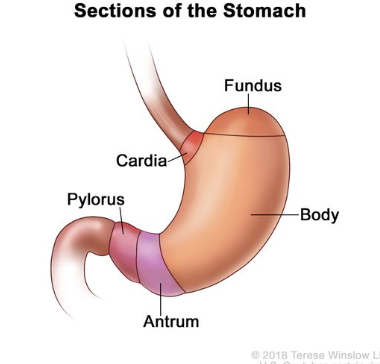 <p>cardia, fundus, body, pyloris</p>