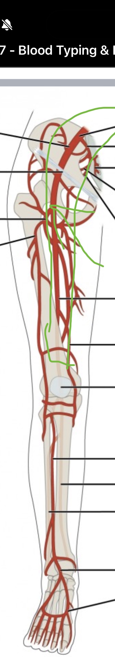 <p><span><span>a large blood vessel located in the upper thigh that continues from the external iliac artery and supplies oxygen-rich blood to the thigh, leg, and foot.</span></span></p>