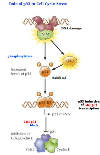 <p>Activated ATM (indicating DNA damaged) activates Chk2 and phosphorylates p53 (stabilizes it)</p><p>p53 induces CKI p21 transcription</p><p>p21 sits on top of Cdk2/Cyclin E complex</p>