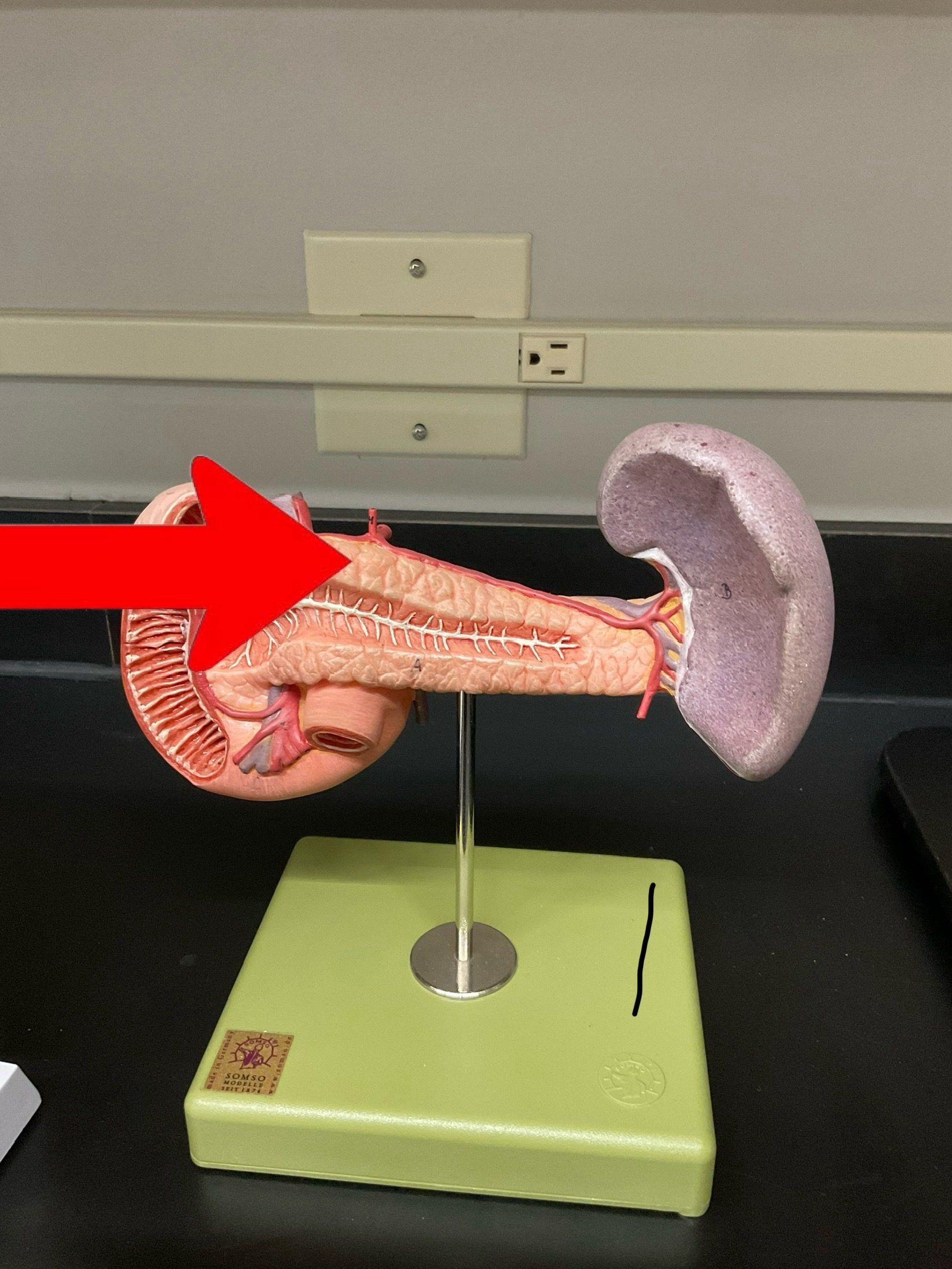 term image
