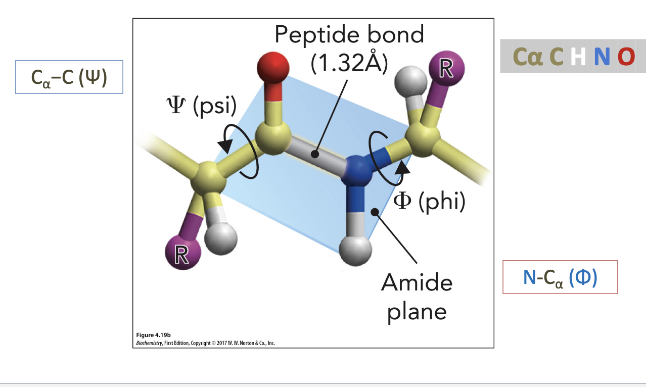 <p>N-C<sub>a</sub></p>
